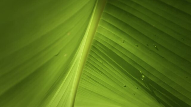 Sunlight illuminates vibrant green banana leaf, highlighting its parallel veins and tiny water droplets clinging to surface, creating captivating natural pattern. Background is green jungle