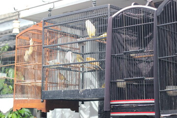 Colorful Pet Birds in Cages &ndash; Domestic Avian Collection Outdoors