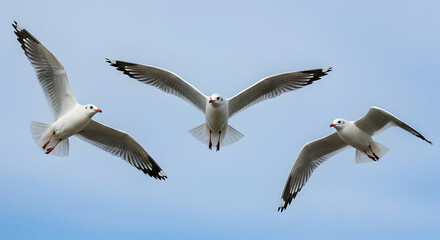 Fototapeta premium Three seagulls with white and gray plumage soaring in a clear blue sky with wings fully extended in flight