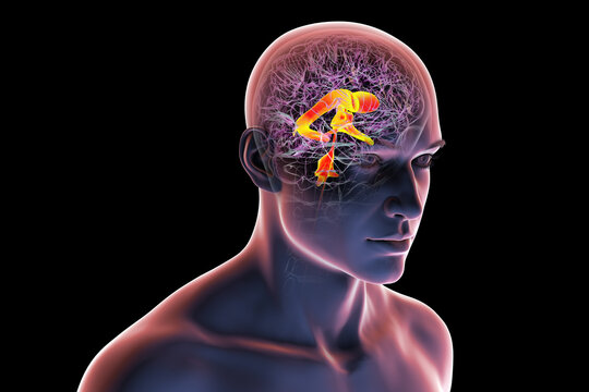 Ventricular system of the brain, 3D illustration