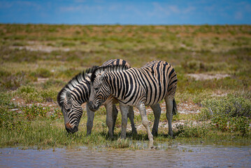 Two zebras graze and drink water along the edge of a pool on the African savanna under bright sunlight. A peaceful wildlife moment perfect for nature landscapes and adventure travel.