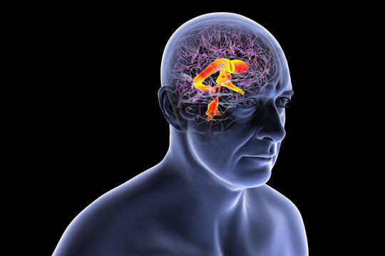 Ventricular system of the brain, 3D illustration