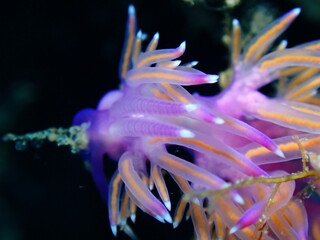 Trinchesia beta, Nudibranch, Sea slug