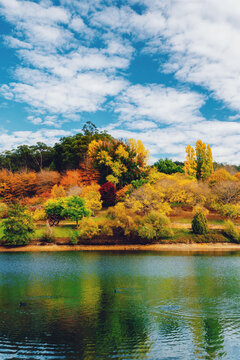 autumn scene with trees and lake
