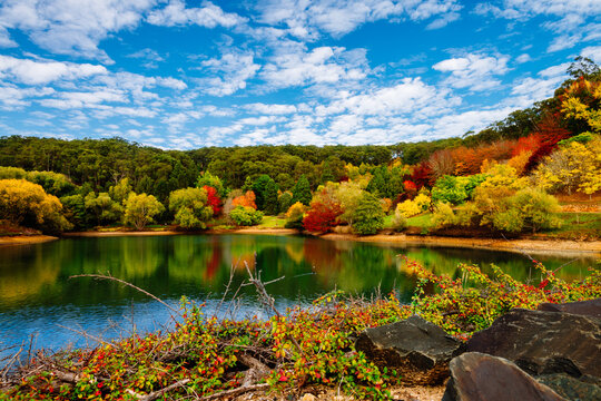 autumn scene with trees and lake