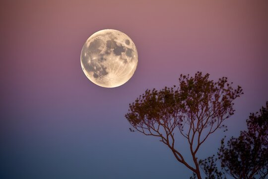 Nighttime's Celestial Beauty: The majestic full moon hangs serenely in the twilight sky, casting a soft glow over a silhouetted tree, creating a scene of tranquility and cosmic beauty.