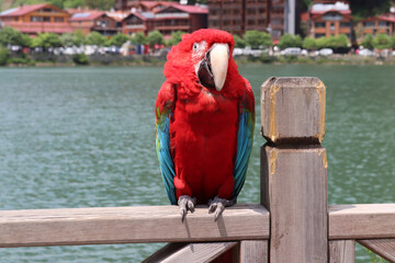 Closeup of a colorful and vivid red macaw parrot
