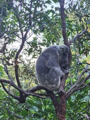 koala in tree