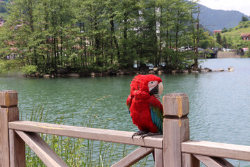 Closeup of a colorful and vivid red macaw parrot