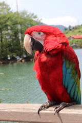 Closeup of a colorful and vivid red macaw parrot