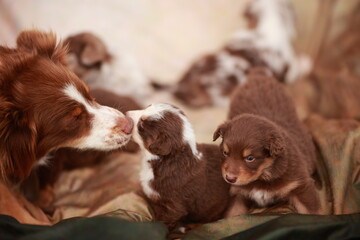 Mother dog and her puppies are laying on a blanket