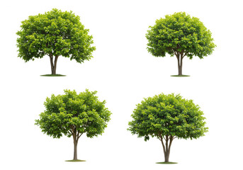 Four vibrant green trees stand isolated against a transparent background, showcasing the beauty of nature