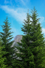 Lush green pine trees thrive on a mountainside, with a rocky peak and blue sky in the background