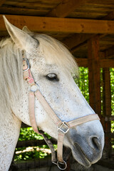 Close-up of a white horse wearing a bridle, standing calmly in a wooden stable, enjoying the shade