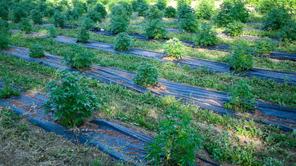 Lush hemp plants thriving in a cultivated field, utilizing black plastic ground cover for weed control and moisture retention
