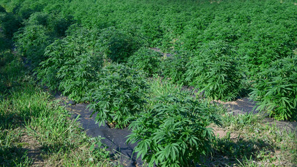 Lush hemp plants thrive in a field, promising a bountiful harvest for cbd oil or fiber production