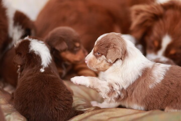 Group of puppies are playing together, with one of them standing up