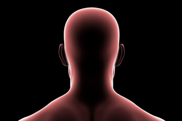 Male head and neck silhouette, back view, showing general anatomical contours of the skull, neck, and shoulders, 3D illustration