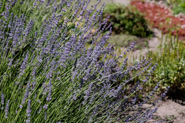 lavender bush under the summer sun