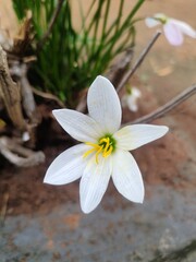 white flowers in the garden