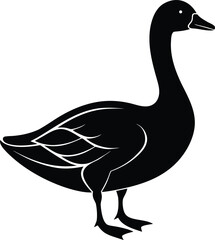 vector illustration of a white duck