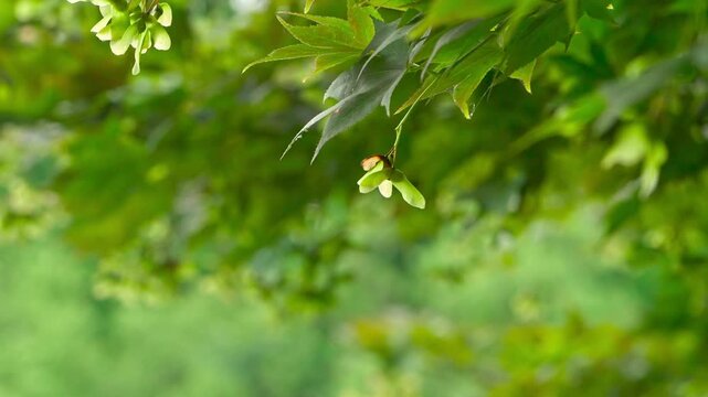 Green Maple Tree Samaras (Seeds) Hanging Amidst Lush Leaves