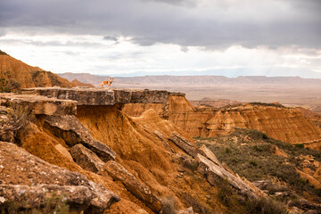 dog on plateau
