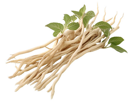 A bunch of fresh codonopsis roots with green leaves is isolated on a transparent background, highlighting its medicinal and nutritional properties