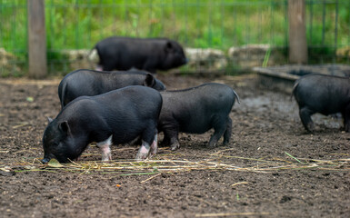 Vietnamese pot-bellied piglet on the farm. © M-Production