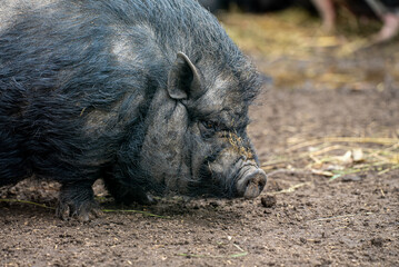 Adult pot-bellied pig standing on muddy ground.