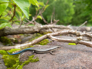 Japanese Grass Lizard on a Rock