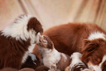 Group of puppies are laying down and one of them is licking another