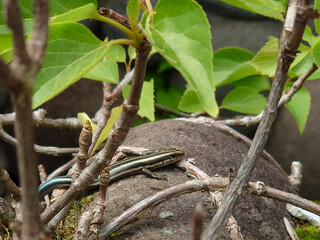 Japanese Skink Perched on Wood
