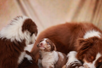 Group of puppies are laying down and one of them is looking up at the camera