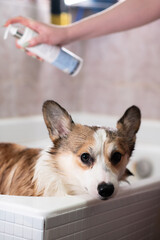 A red and white Pembroke Welsh Corgi stands in a bathtub during a bath. Its fur is wet, and a...