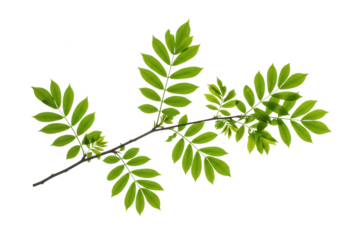 A delicate ash branch displays vibrant green leaves, capturing the essence of spring and new growth isolated on transparent background