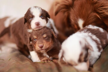 Group of puppies are laying on a bed
