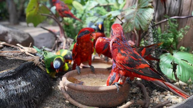 Red and green lorikeets gather around a bowl in a tropical garden, surrounded by lush greenery