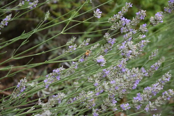 Biene am lavendeL