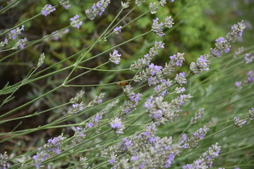 Biene am Lavendel