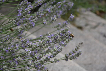 Biene am Lavendel