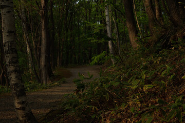 Obraz premium Forest Walking Path