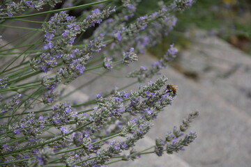 Biene am Lavendel