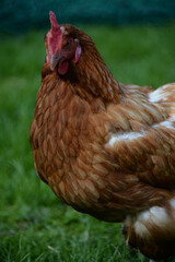 Huhn