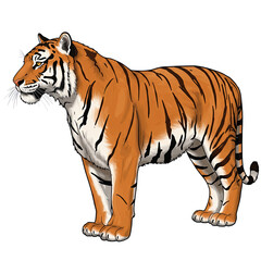 Fototapeta premium Majestic Tiger: A striking tiger illustration, exuding strength, is captured against a clean backdrop, highlighting the tiger's fierce beauty and intricate patterns.