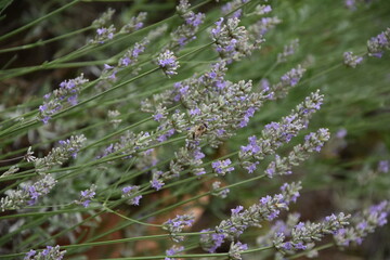 Biene am Lavendel