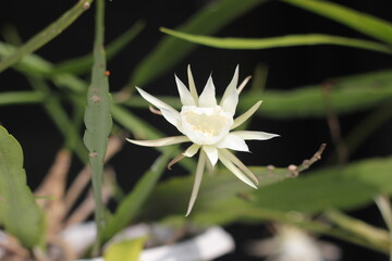 Night-blooming cactus (Epiphyllum Oxypetalum) or Wijayakusuma flower in full bloom
