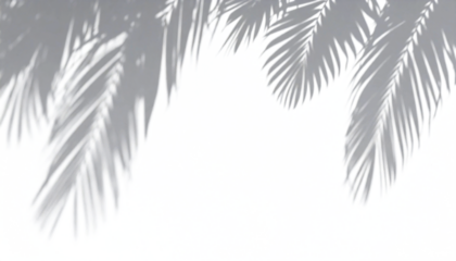 Tropical palm frond shadow pattern on white surface minimalist botanical design background
