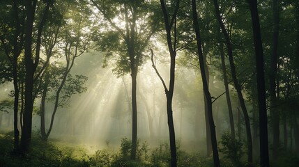 Obraz premium Sunlit Forest Canopy: Ethereal Rays Through the Woodland Mist