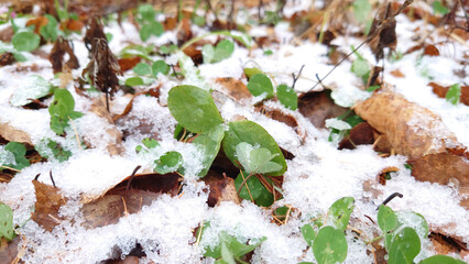 New Life Emerging from Snow